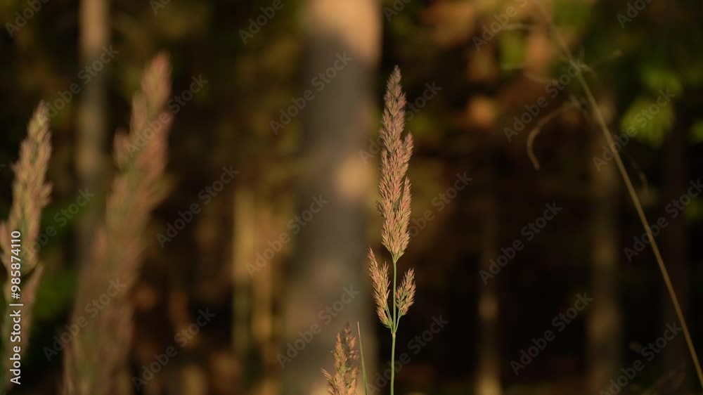 a spike of grass in the wind against the background of a green forest, b-roll, handheld. a spike of grass in the wind against the background of a green forest, b-roll, handheld.