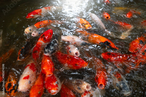 Koi or Carp Fishes waiting for feeding food on top view in nature background.