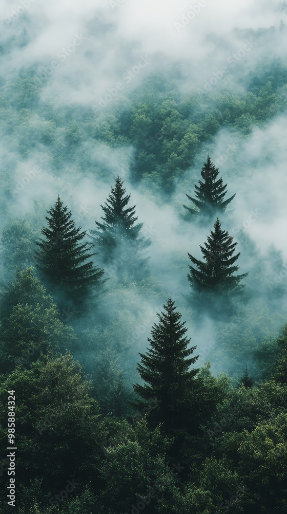 Misty mountain forest with tall pine trees. Misty mountain forest with tall pine trees.