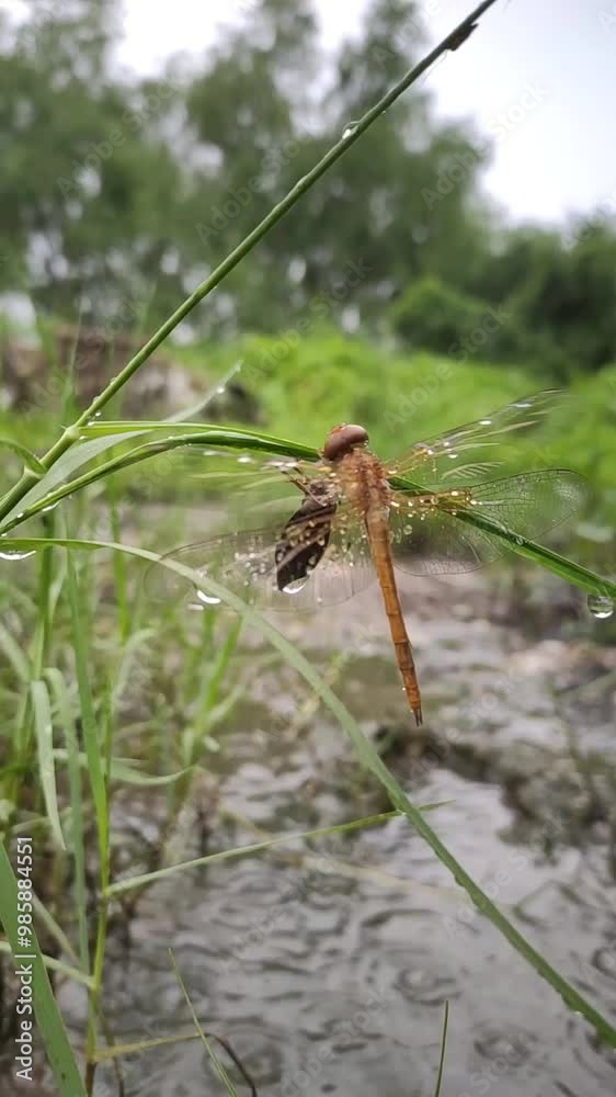 dragonfly on a grass in the rainy season.