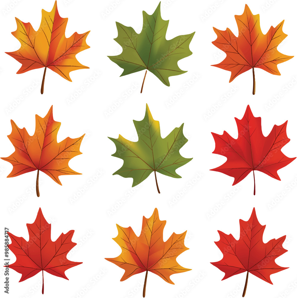 Fototapeta premium Maple Leaf vector on transparent background for autumn fall designs and decor