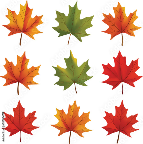 Maple Leaf vector on transparent background for autumn fall designs and decor