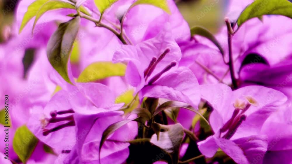 Purple Bougainvillea Bambino in the Garden