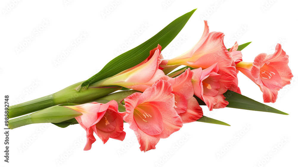 Gladiolus with Leaves isolated on transparent background, png