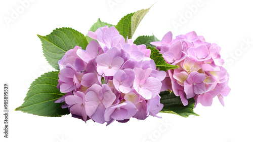 Hydrangea flower with Leaves isolated on transparent background, png
