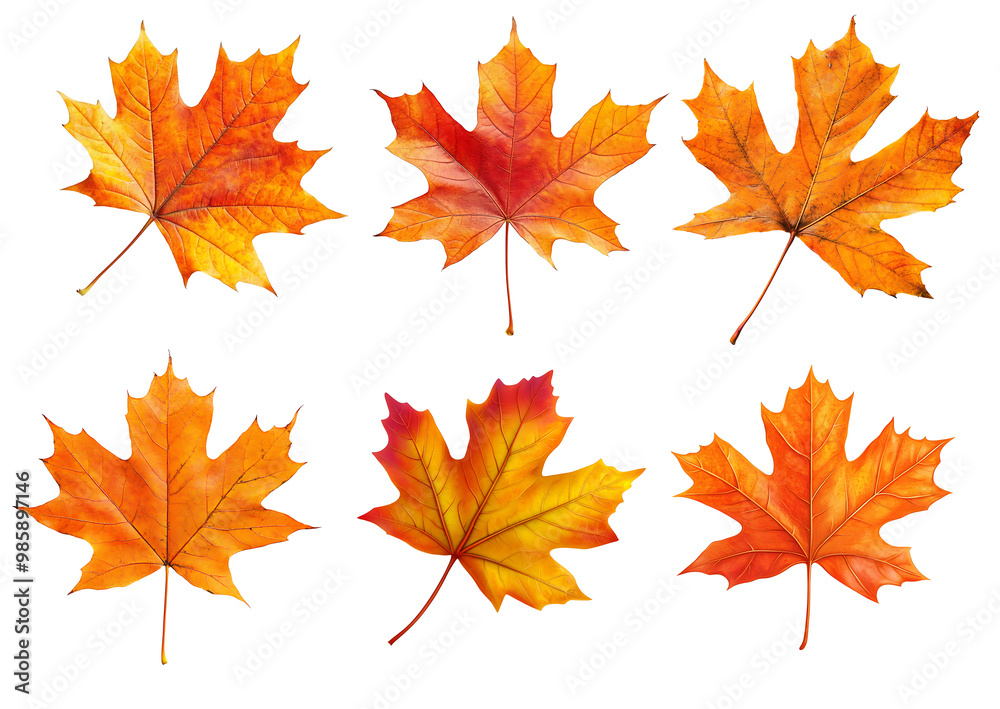 maple leaves on transparent background maple leaves on transparent background
