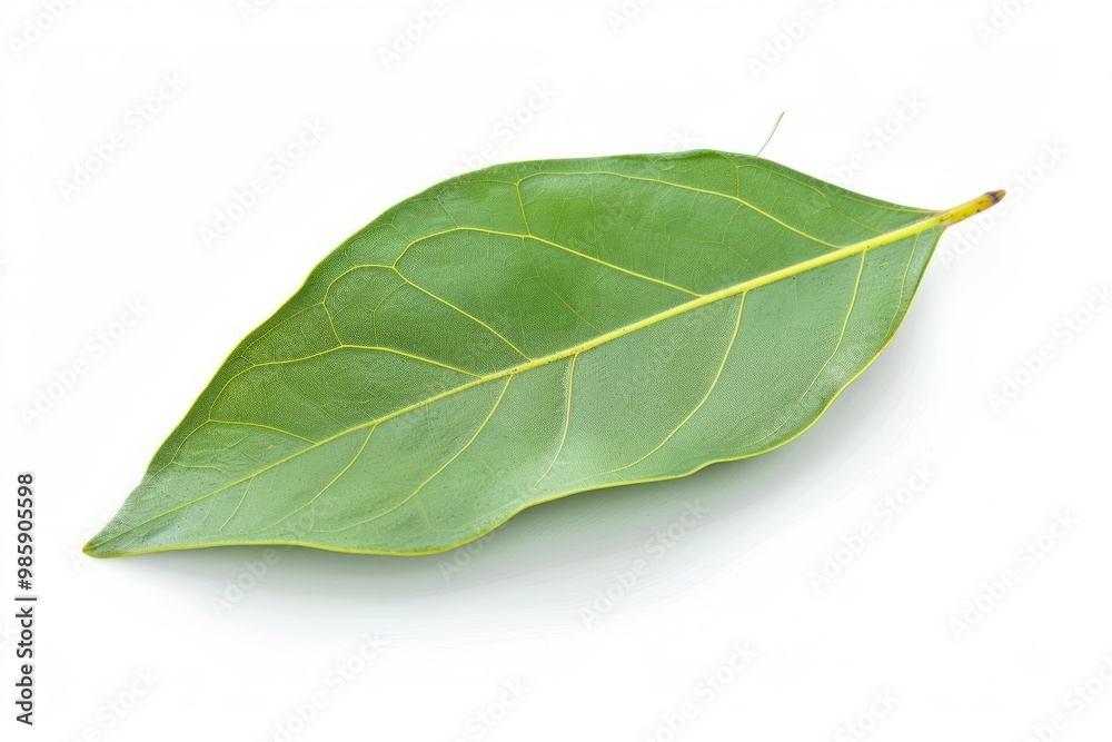 Obraz premium A fresh Bay leaf isolated on white