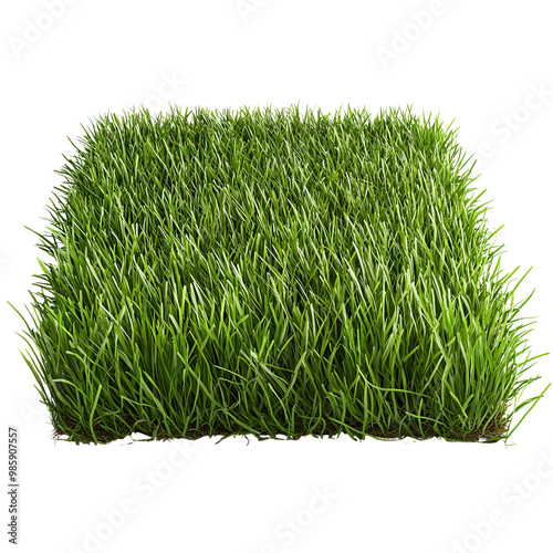 Vibrant green grass, white isolated background photo