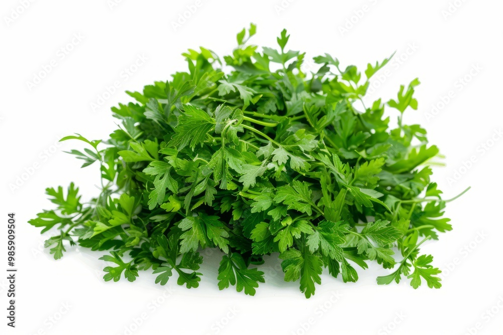 A fresh Chervil isolated on white