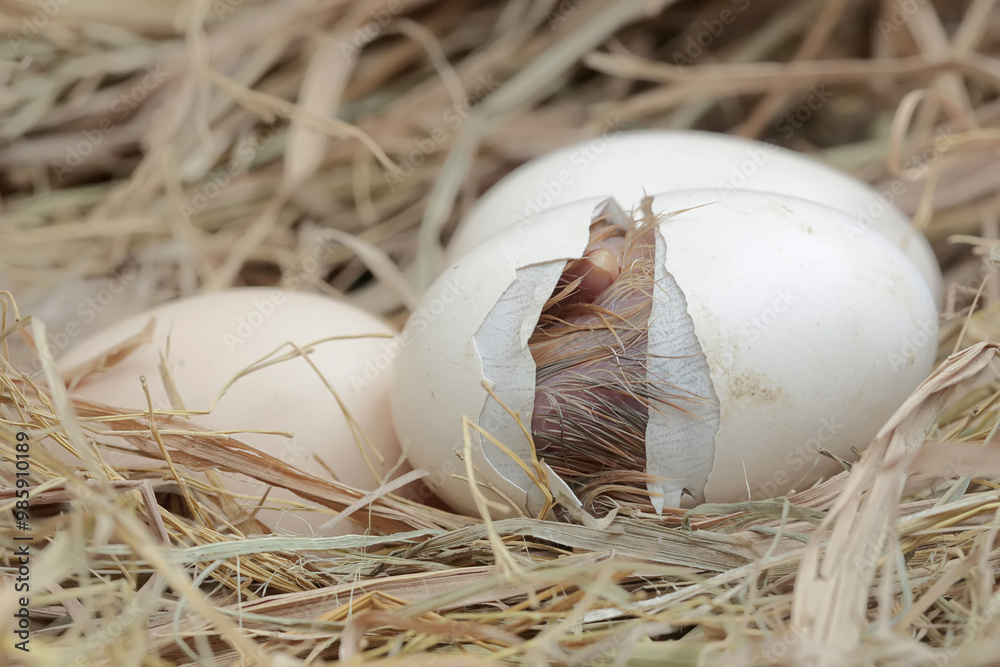 Obraz premium A newly hatched Brahma chick in its nest. This chicken with a large posture and body weight has the scientific name Gallus gallus domesticus.