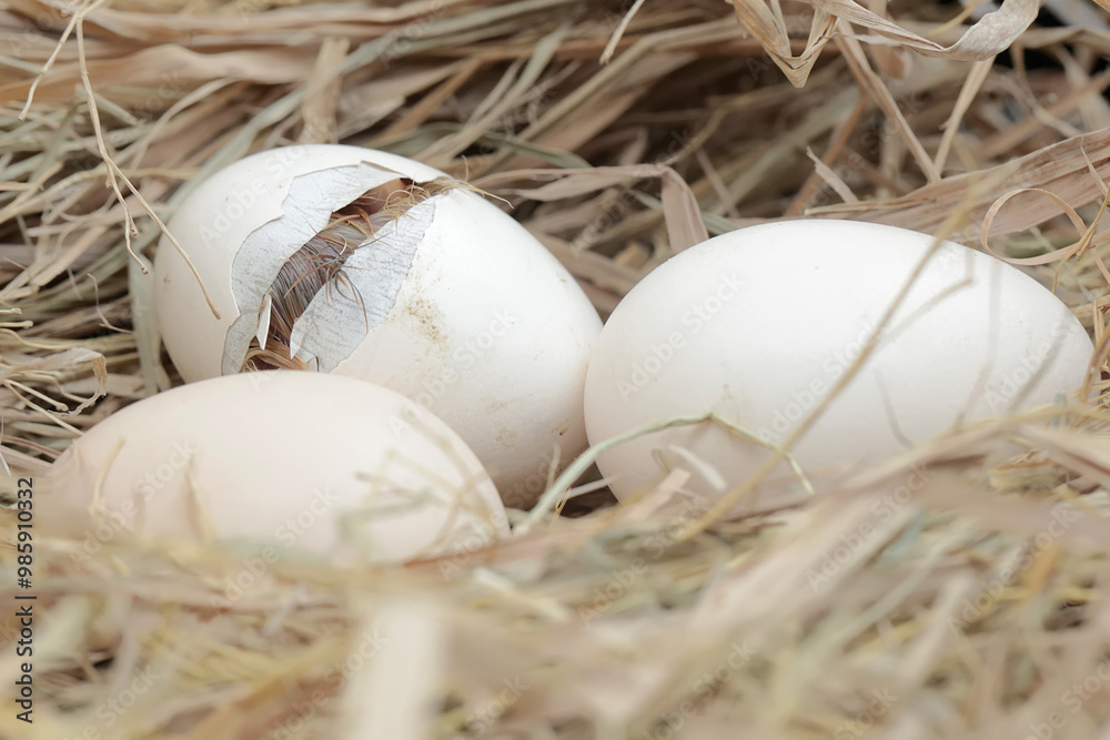 Obraz premium A newly hatched Brahma chick in its nest. This chicken with a large posture and body weight has the scientific name Gallus gallus domesticus.