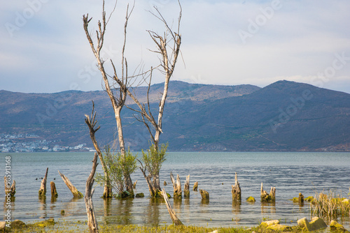 Erhai Lake, Dali City, Yunnan Province - A photo of the trees and the lake by the lake