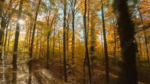 Flying through the colorful branches of beech trees in a forest in autumn. FPV drone footage with the sun shining through the leaves
 photo