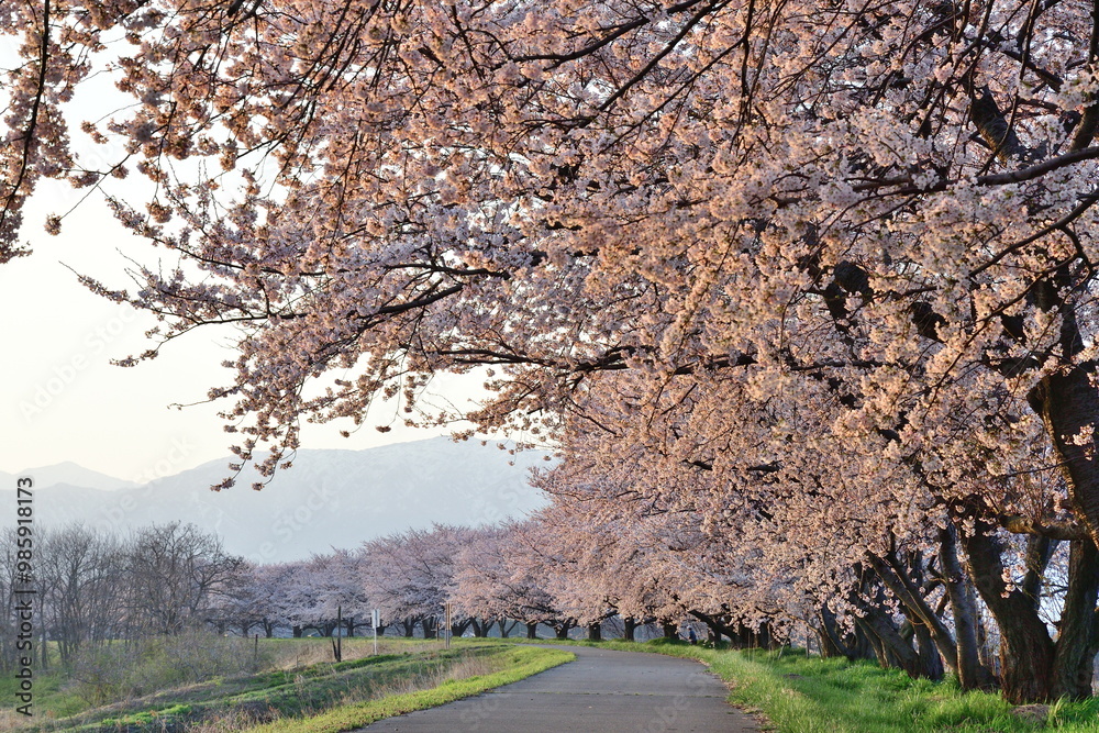 加治川治水記念公園の桜並木（新潟県）