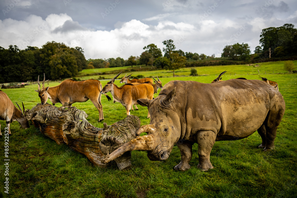 Rhinos in a wildlife Park