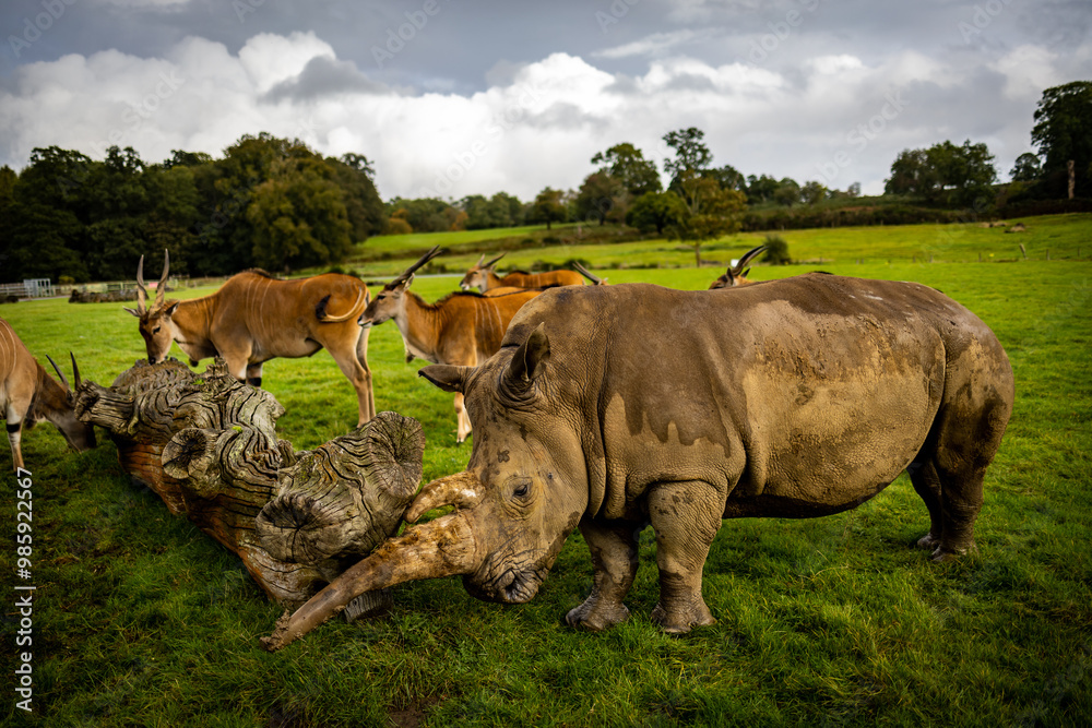 Rhinos in a wildlife Park