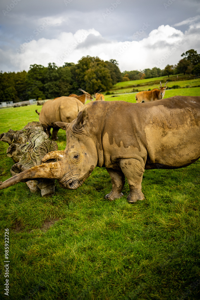 Rhinos in a Wildlife Park