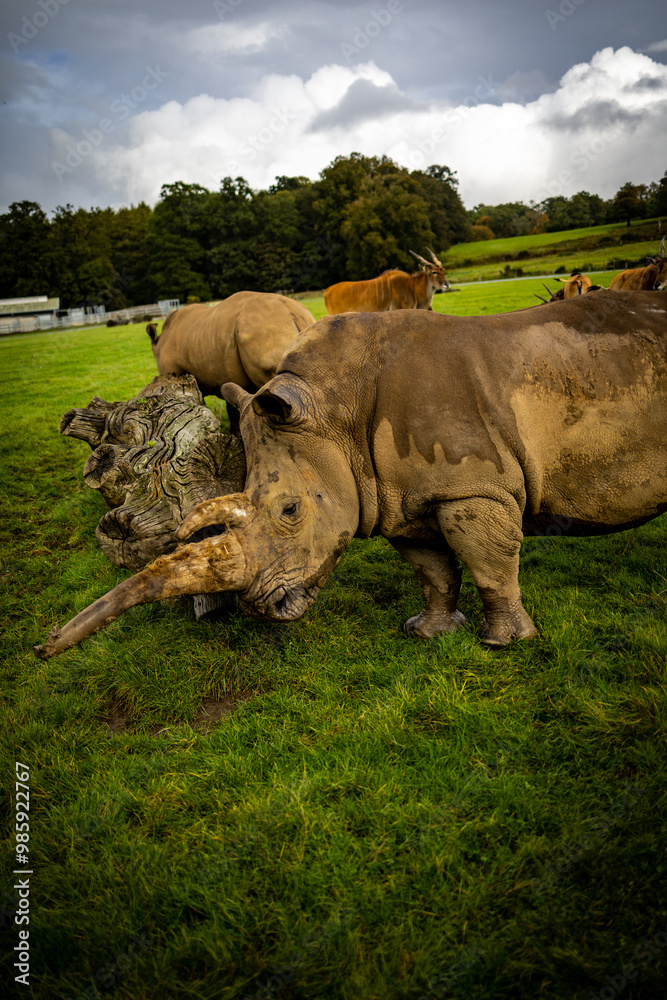Rhinos in a Wildlife Park