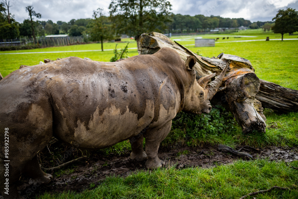Rhinos in a Wildlife Park