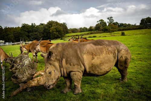 Obraz na płótnie Rhinos in a Wildlife Park w salonie