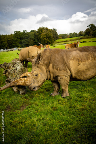 Obraz na płótnie Rhinos in a Wildlife Park w salonie