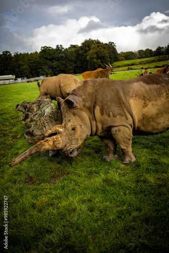 Obraz na płótnie Rhinos in a Wildlife Park w salonie