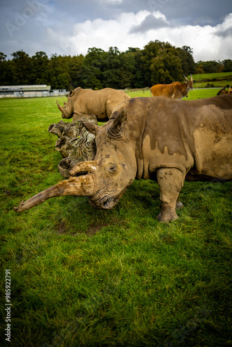 Rhinos in a Wildlife Park