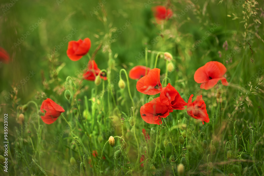 Flowers, nature and poppies in spring or season in bright, colorful and display in field or garden. Sustainability, earth and textures as plants, botany and blossom for floral wallpaper or background Flowers, nature and poppies in spring or season in bright, colorful and display in field or garden. Sustainability, earth and textures as plants, botany and blossom for floral wallpaper or background