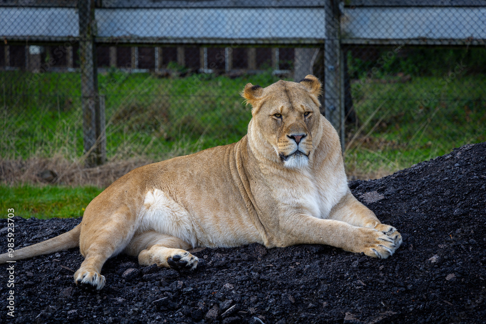 lion in the grass