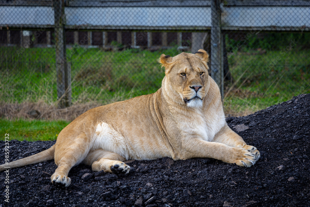 lion in the grass
