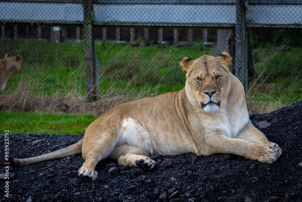 lion in the grass