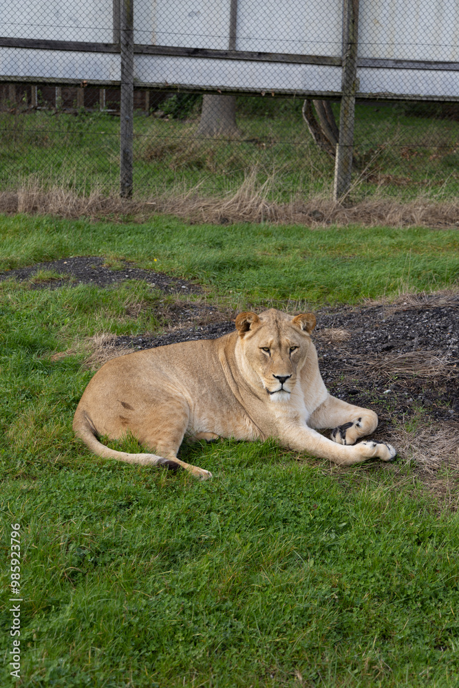 lion in the grass