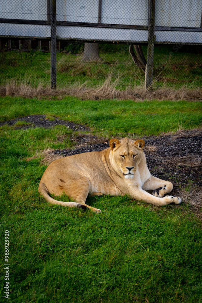 lion in the grass