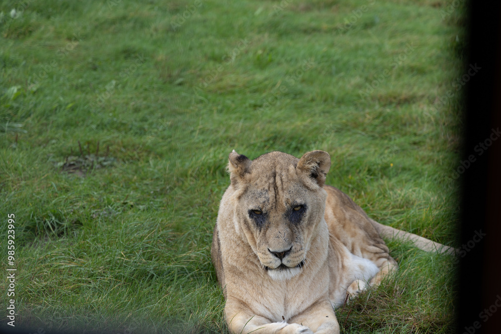 lion in the grass
