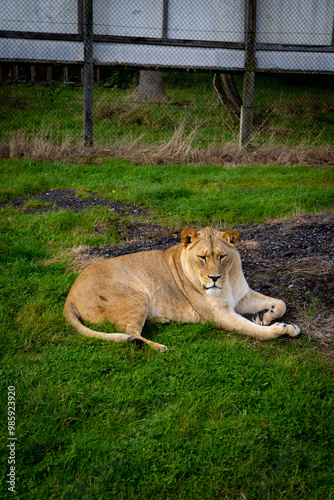 Obraz na płótnie lion in the grass w salonie