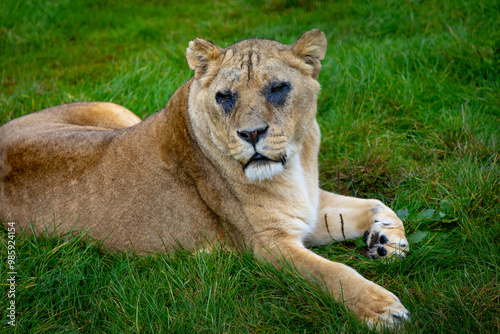 Obraz na płótnie lion in the grass w salonie