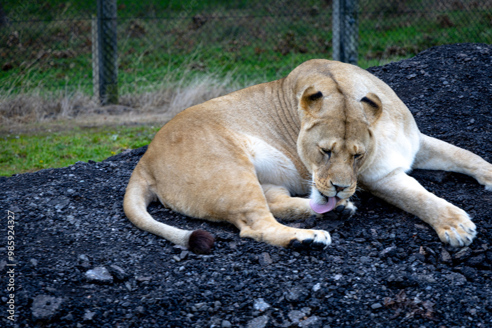 lion in the grass