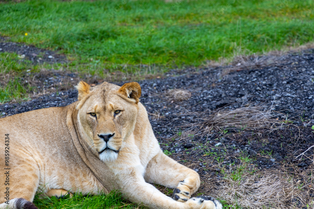 lion in the grass