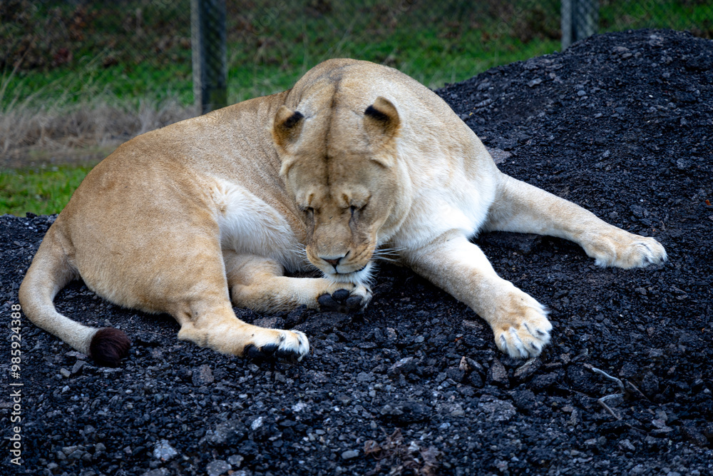 lion in the grass