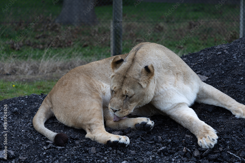 lion in the grass
