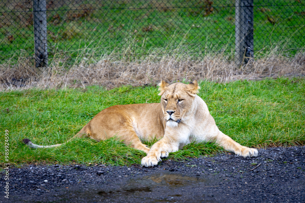 lion in the grass
