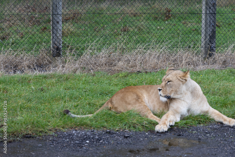 lion in the grass