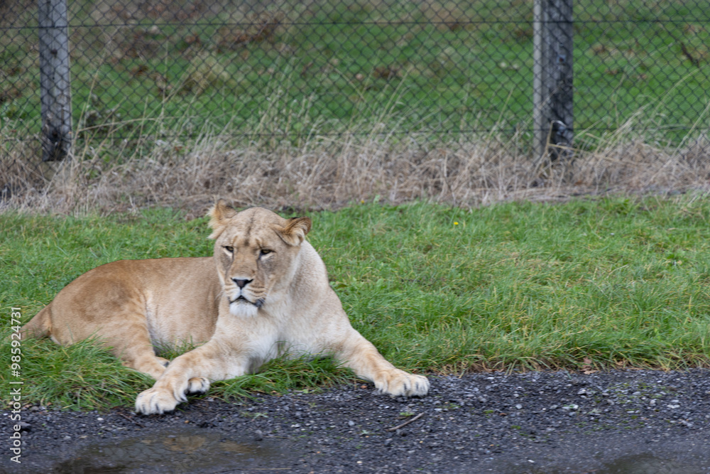lion in the grass