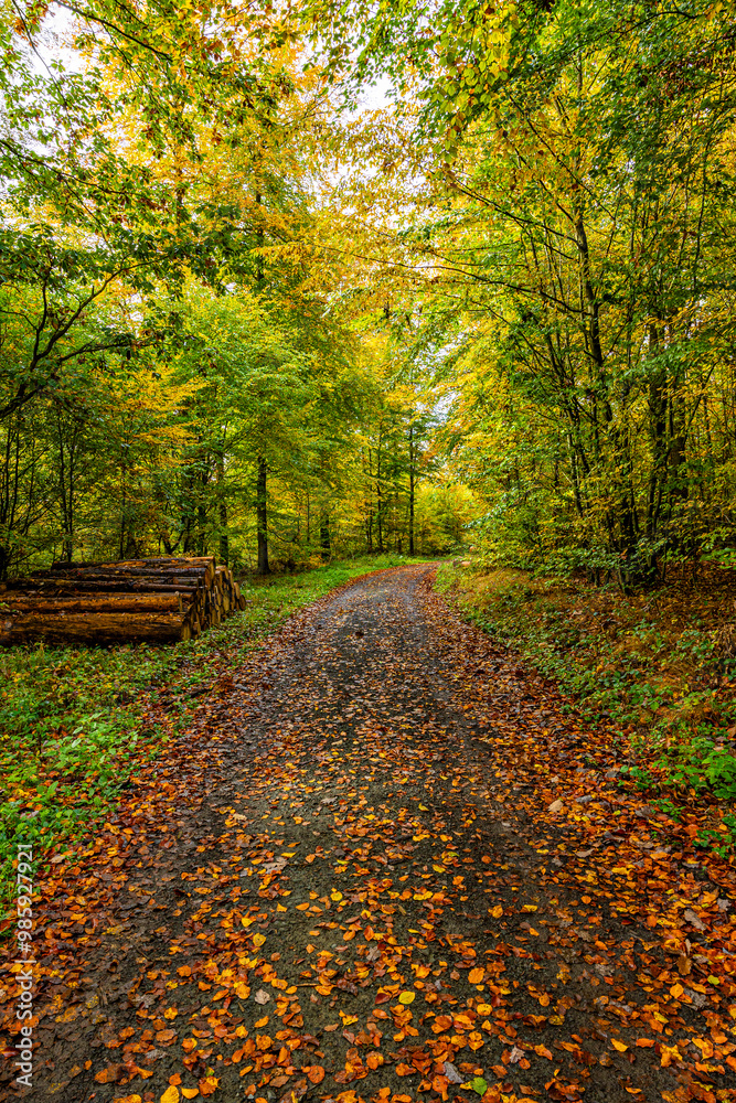 Waldweg im Frühherbst