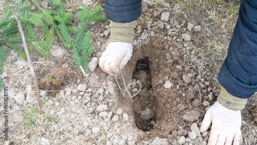 Installing a mole trap in a mole passage. Mole trap. Mole trap in the garden. Setting a trap in a wormhole, pest control, tunneling in the soil made by a mole. photo