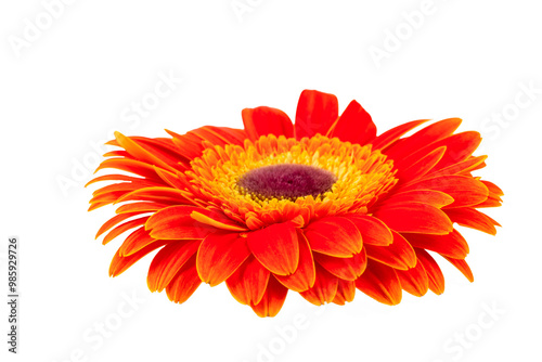 Yellow orange gerbera flowe...