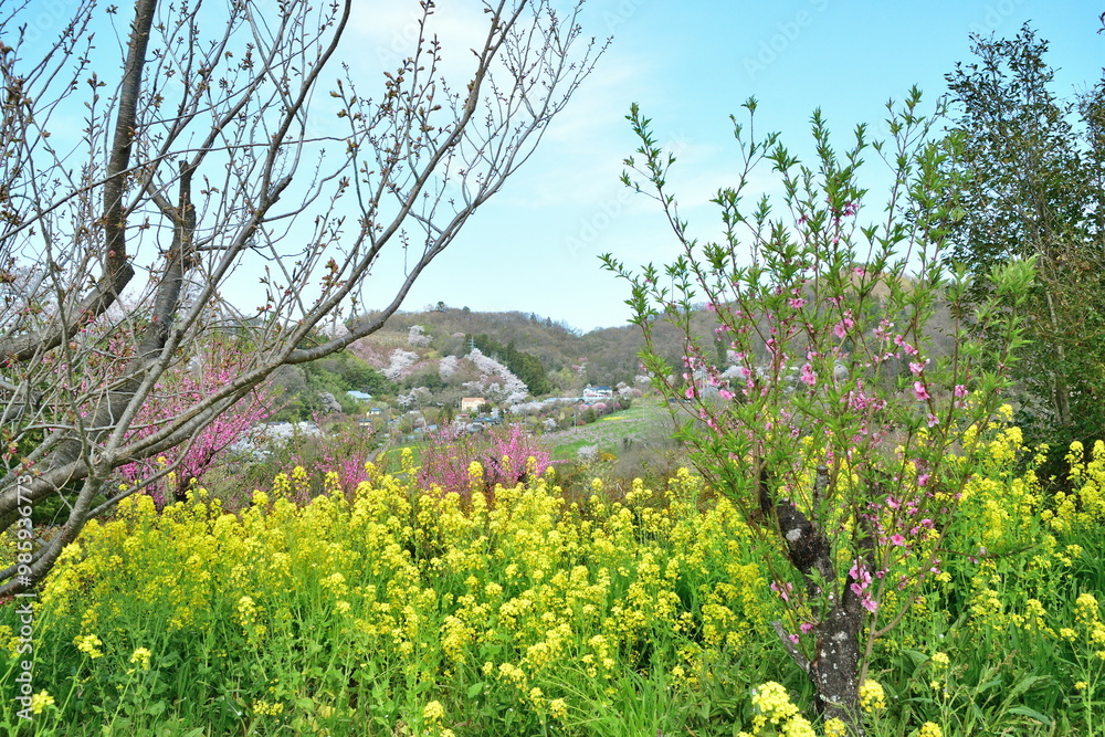 Obraz premium 花見山公園からの眺め（福島県）