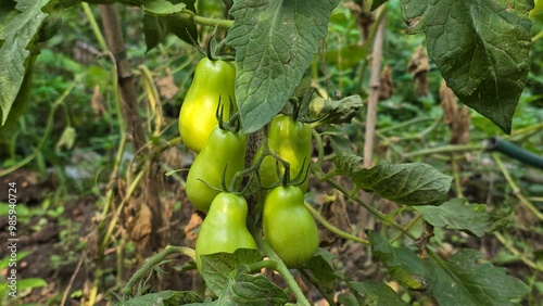 Close-up macro photo of fresh, unripe green tomatoes hanging on a plant in a home garden. Ideal for themes like gardening, organic food, and farm-to-table concepts