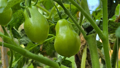 Close-up macro photo of fresh, unripe green tomatoes hanging on a plant in a home garden. Ideal for themes like gardening, organic food, and farm-to-table concepts
