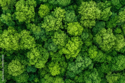 Aerial View of a Lush Green Forest Canopy